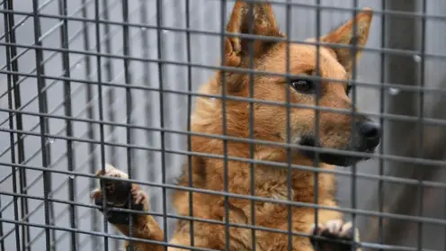 В Красноярске каждый приют для животных может получить из бюджета до 1 млн рублей