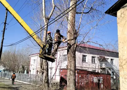 В Красноярске заканчивается сезон обрезки деревьев