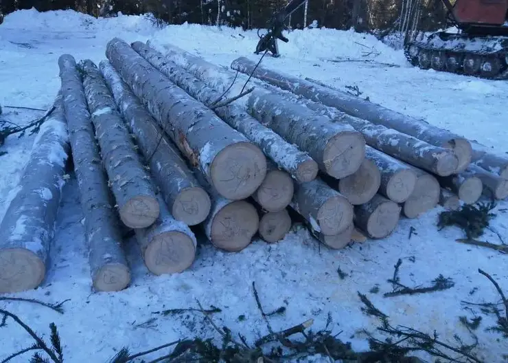 Незаконная рубка леса почти на четыре миллиона рублей обнаружена в Ирбеском районе