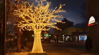 В Ленинском районе Красноярска появились световые деревья