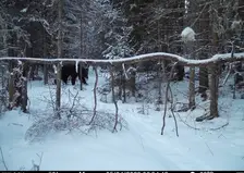 Увеличение популяции медведей до 70 особей ожидают в нацпарке «Красноярские Столбы»