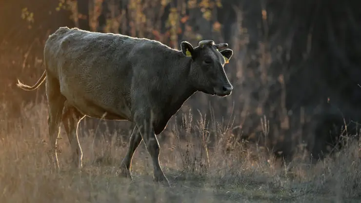 В Красноярске полиция расследует кражу коров