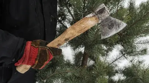 В Новокузнецке «черные» лесорубы избежали колонии за уничтожение 300 деревьев