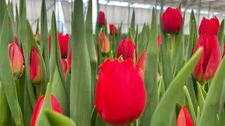 В красноярских теплицах проверили наличие вредителей тюльпанов